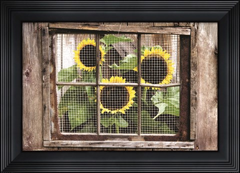 Framed Looking In Print