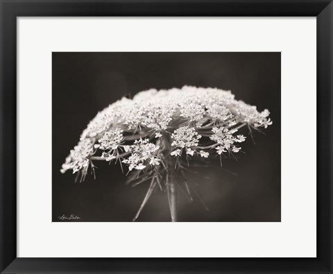 Framed Queen Anne&#39;s Lace Print
