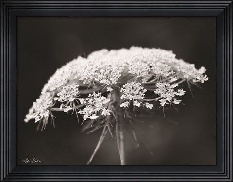 Framed Queen Anne&#39;s Lace Print
