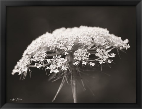 Framed Queen Anne&#39;s Lace Print