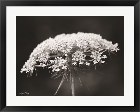 Framed Queen Anne&#39;s Lace Print