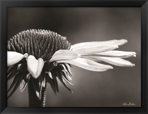 Framed Coneflower Print