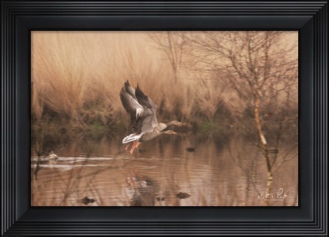 Framed Fly Away Print
