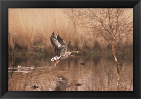 Framed Fly Away Print