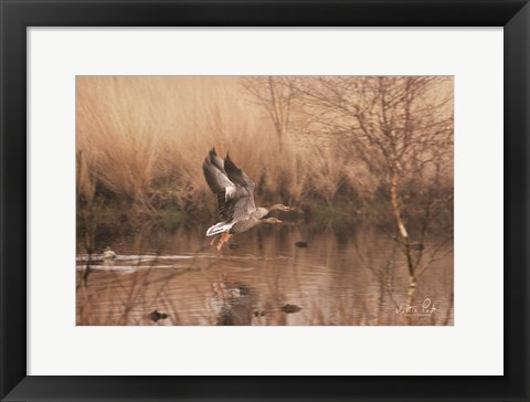 Framed Fly Away Print