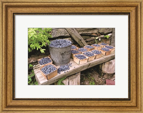 Framed Blueberries Picked Print