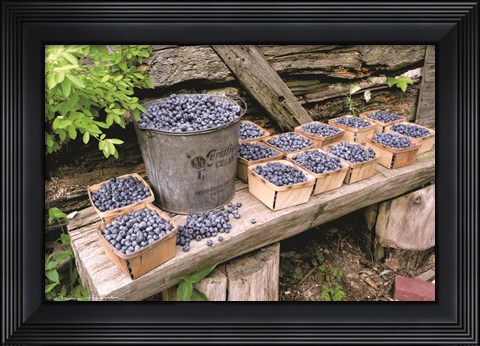 Framed Blueberries Picked Print