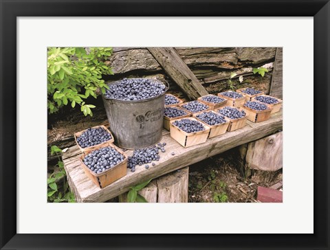 Framed Blueberries Picked Print