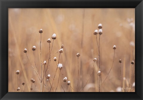 Framed Snow Capped Wildflowers Print