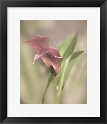 Framed Pink Calla Lily Print