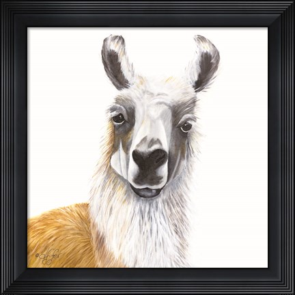 Framed Alpaca Print