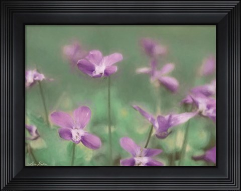 Framed Wild Violets Print