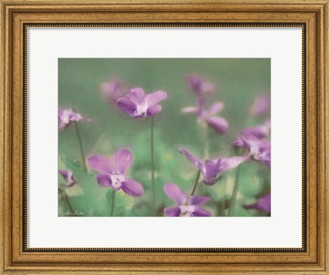 Framed Wild Violets Print