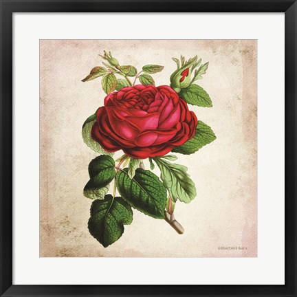 Framed Vintage Red Rose Print