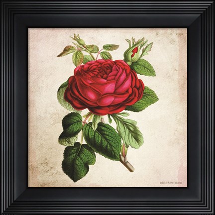 Framed Vintage Red Rose Print