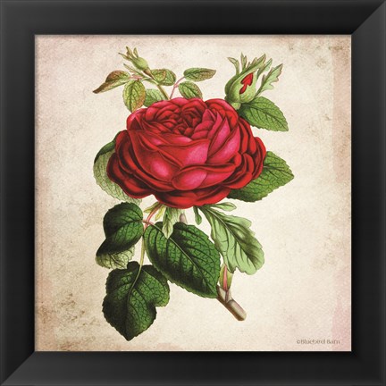 Framed Vintage Red Rose Print