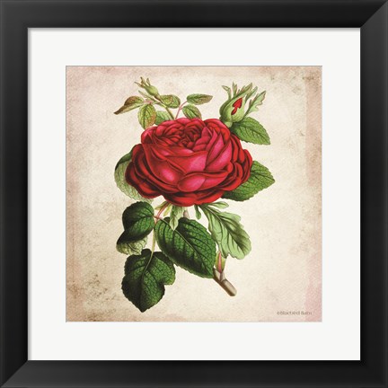 Framed Vintage Red Rose Print