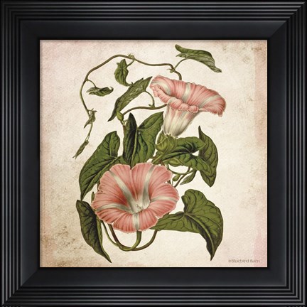 Framed Vintage Trumpet Vine Print