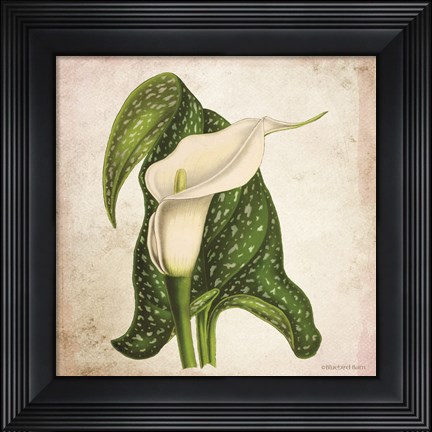 Framed Vintage Calla Lily Print