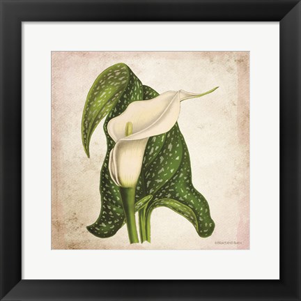 Framed Vintage Calla Lily Print