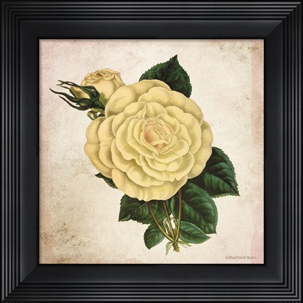 Framed Vintage Cream Rose Print