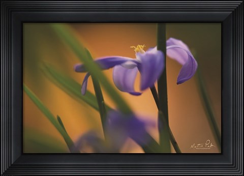 Framed Chionodoxa I Print