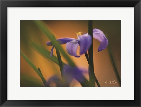 Framed Chionodoxa I Print