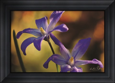 Framed Chionodoxa II Print