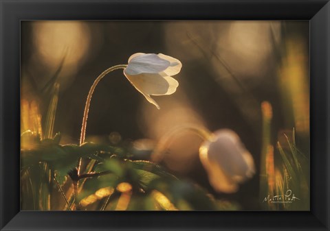 Framed Anemone Print