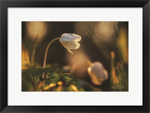 Framed Anemone Print