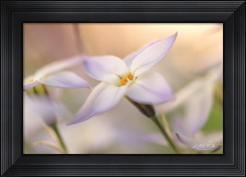 Framed Delicate Print