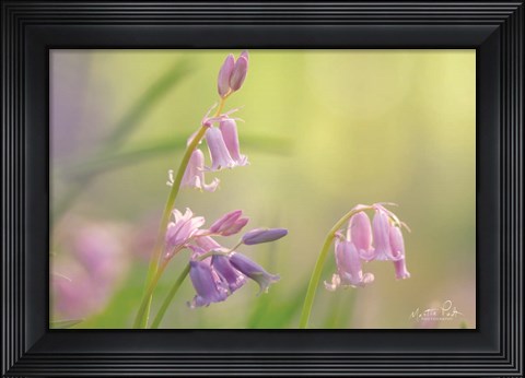 Framed Bluebell I Print