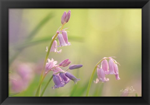 Framed Bluebell I Print