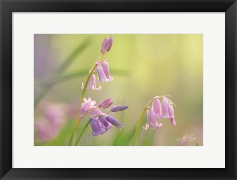 Framed Bluebell I Print