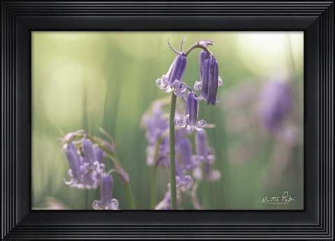 Framed Bluebell II Print