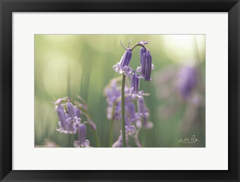 Framed Bluebell II Print