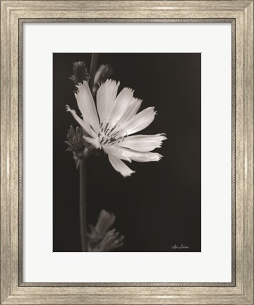 Framed Flower Petal Wishes Print