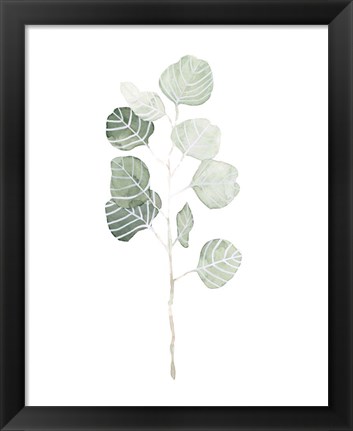 Framed Soft Eucalyptus Branch I Print