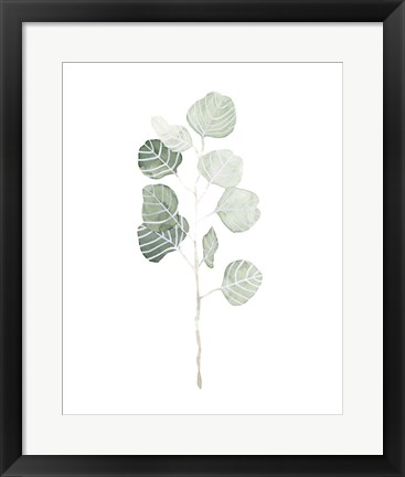 Framed Soft Eucalyptus Branch I Print