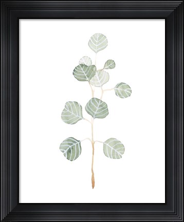 Framed Soft Eucalyptus Branch II Print