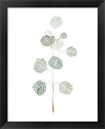 Framed Soft Eucalyptus Branch II Print