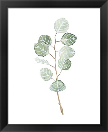 Framed Soft Eucalyptus Branch III Print