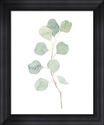 Framed Soft Eucalyptus Branch IV Print
