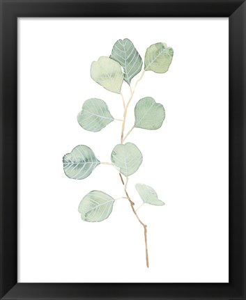 Framed Soft Eucalyptus Branch IV Print