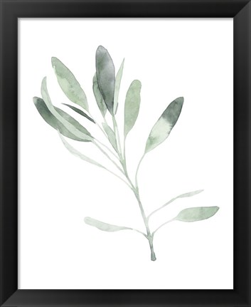 Framed Simple Sage II Print