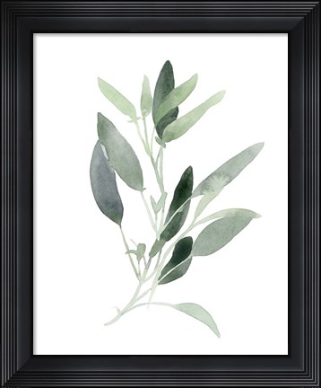 Framed Simple Sage III Print