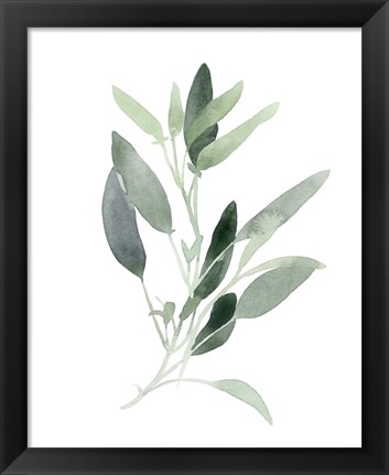 Framed Simple Sage III Print