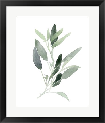 Framed Simple Sage III Print