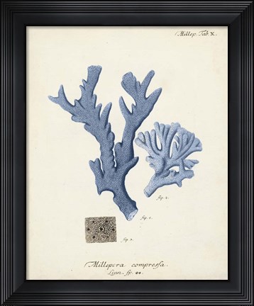 Framed Antique Coral in Navy I Print