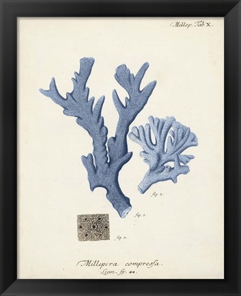 Framed Antique Coral in Navy I Print